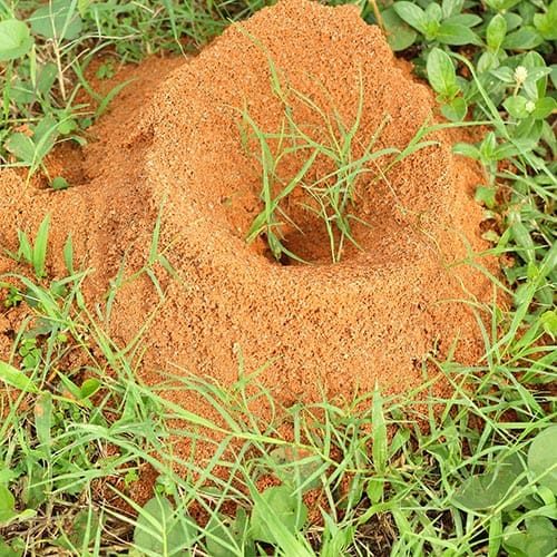 Fire Ant Treatment image from MosquitoX